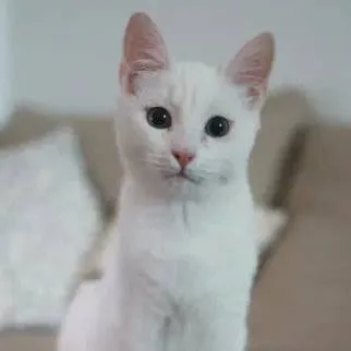 chat with ai character: 🐱gato branco 🤍