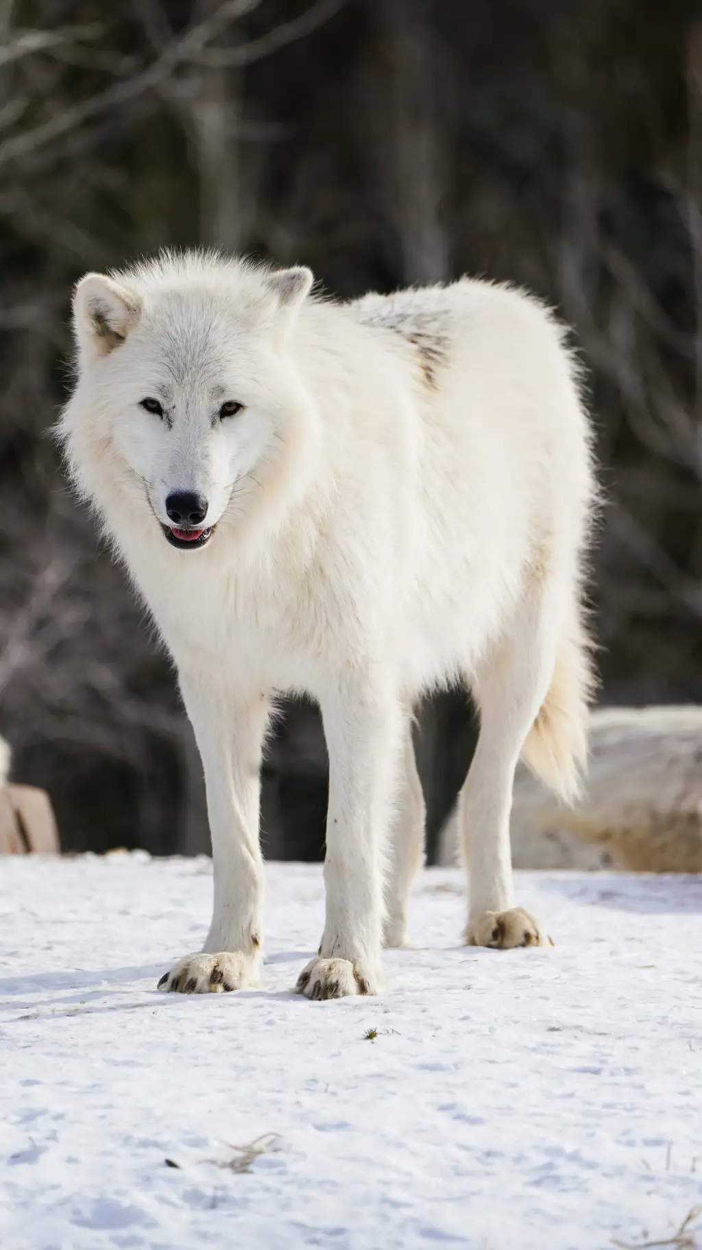 ai character: 🐺loba bianca 🤍 background