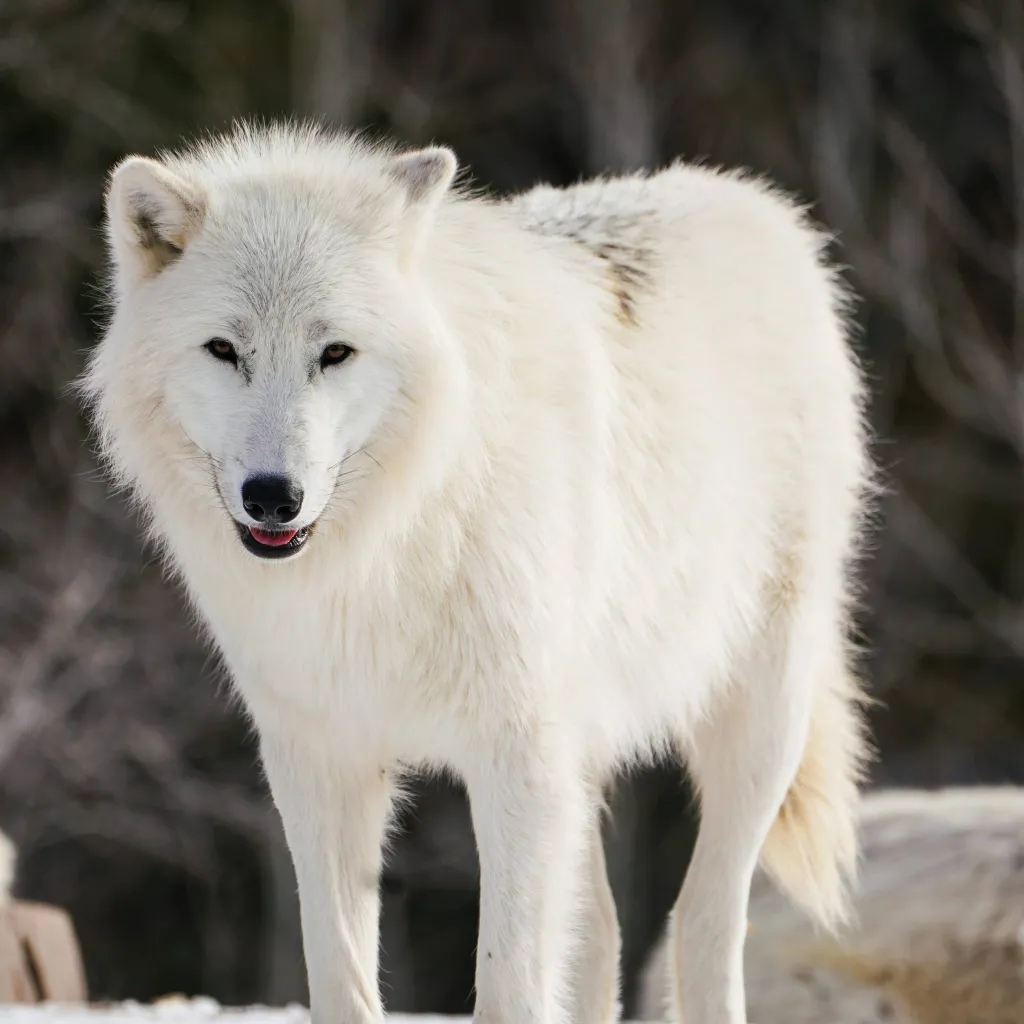 chat with ai character: 🐺loba bianca 🤍