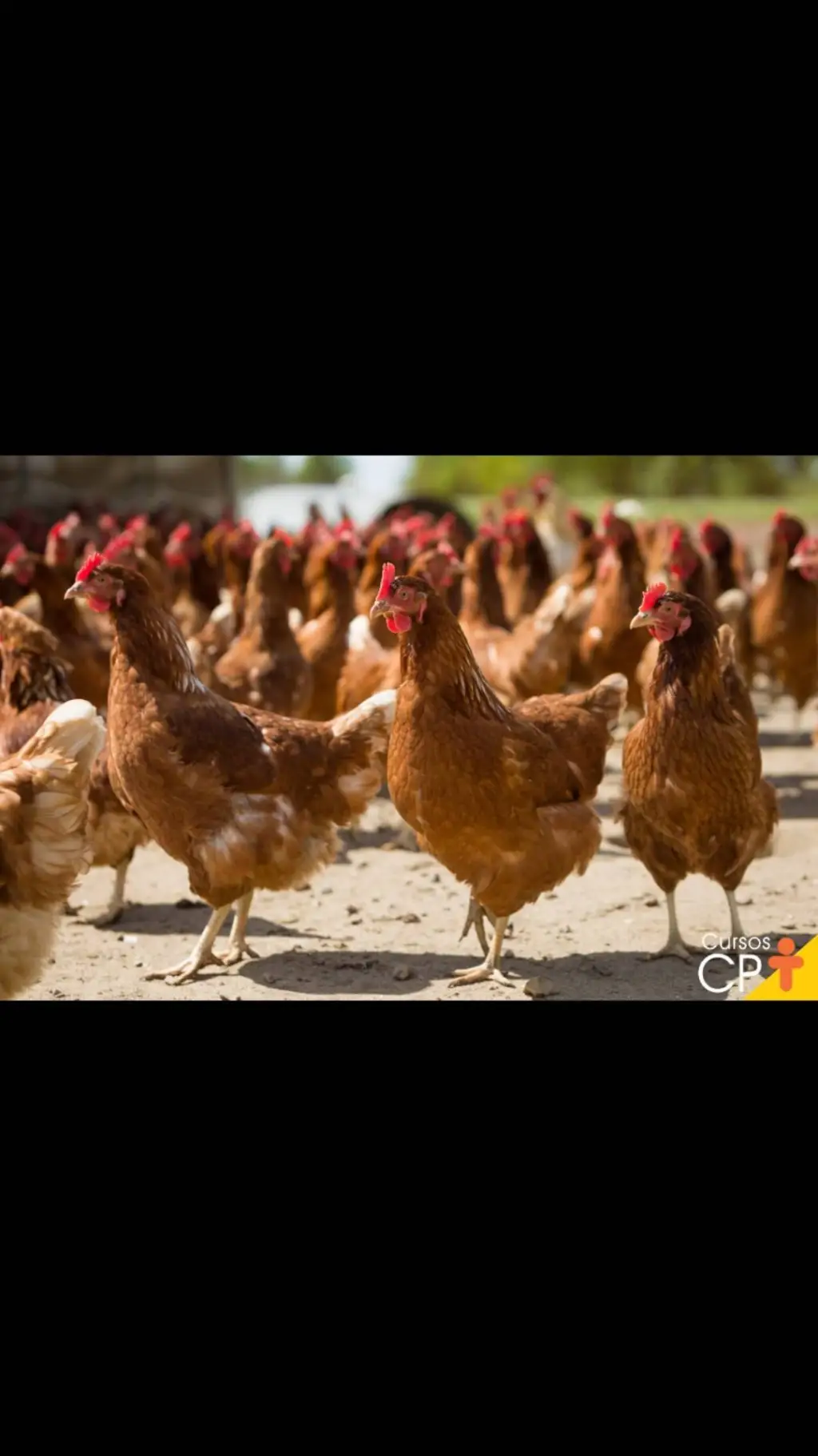 ai character: 🐓gailnha tf tg 🐔 background