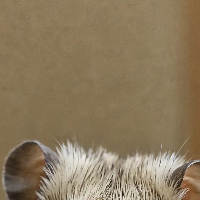 chat with ai character: Chinese hamster