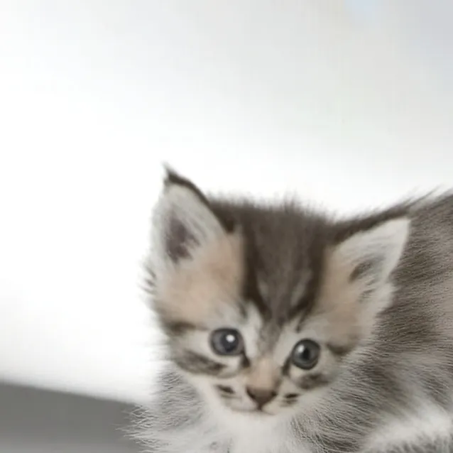 chat with ai character: stupid kitten