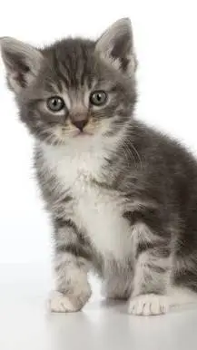 ai character: kitten  background