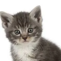 chat with ai character: kitten 