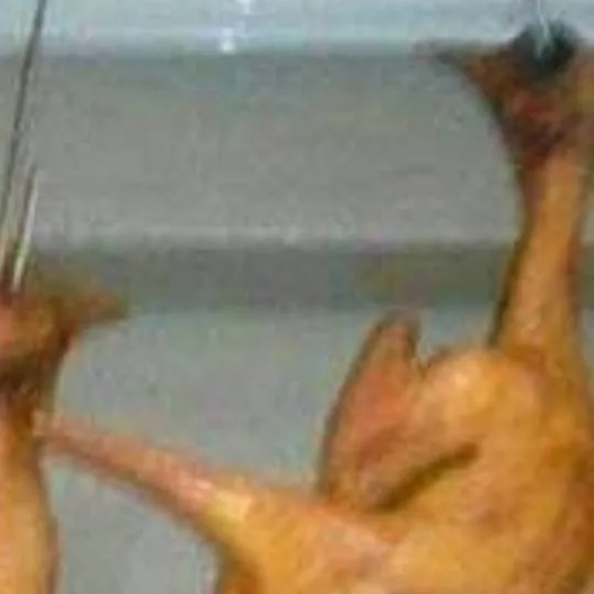chat with ai character: PoLlOs PeLeAnDo 