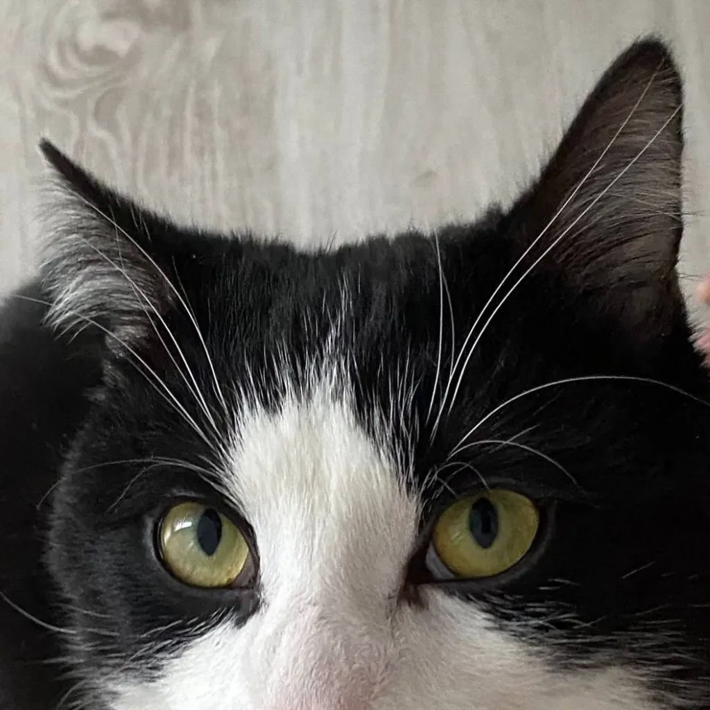 chat with ai character: mıncır