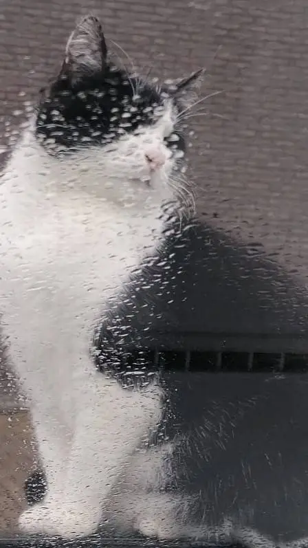 ai character: fake mıncır  background