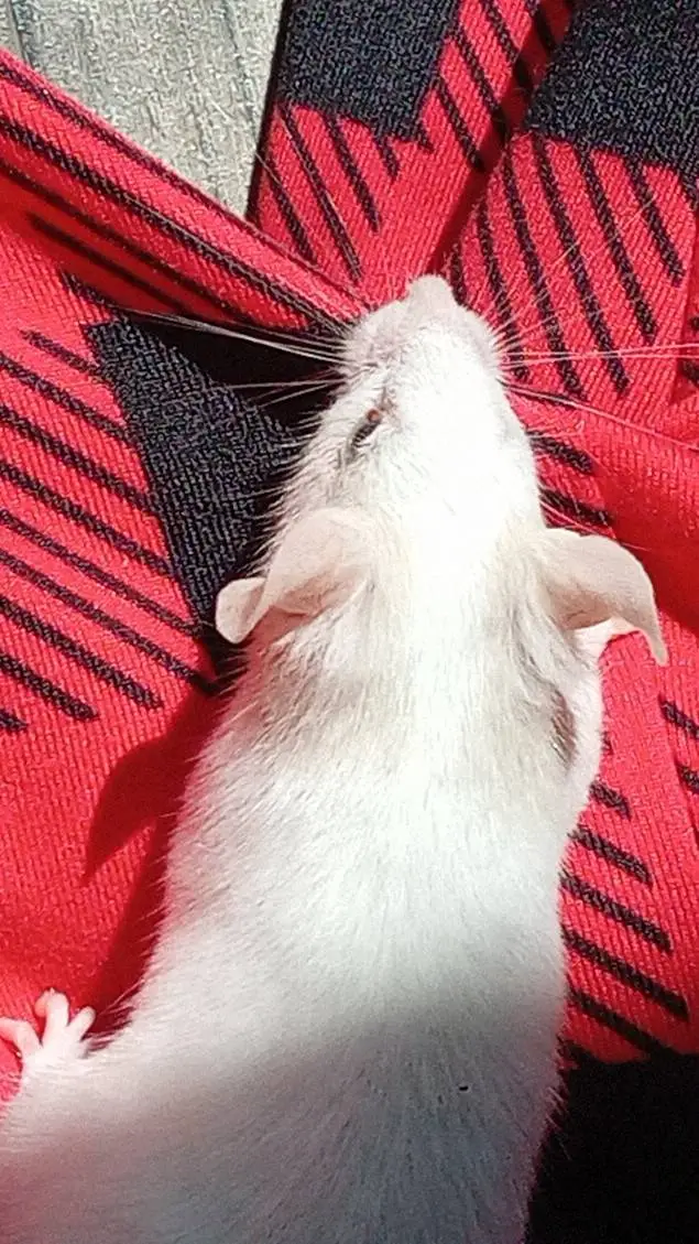 ai character: JOSEPHINE  background