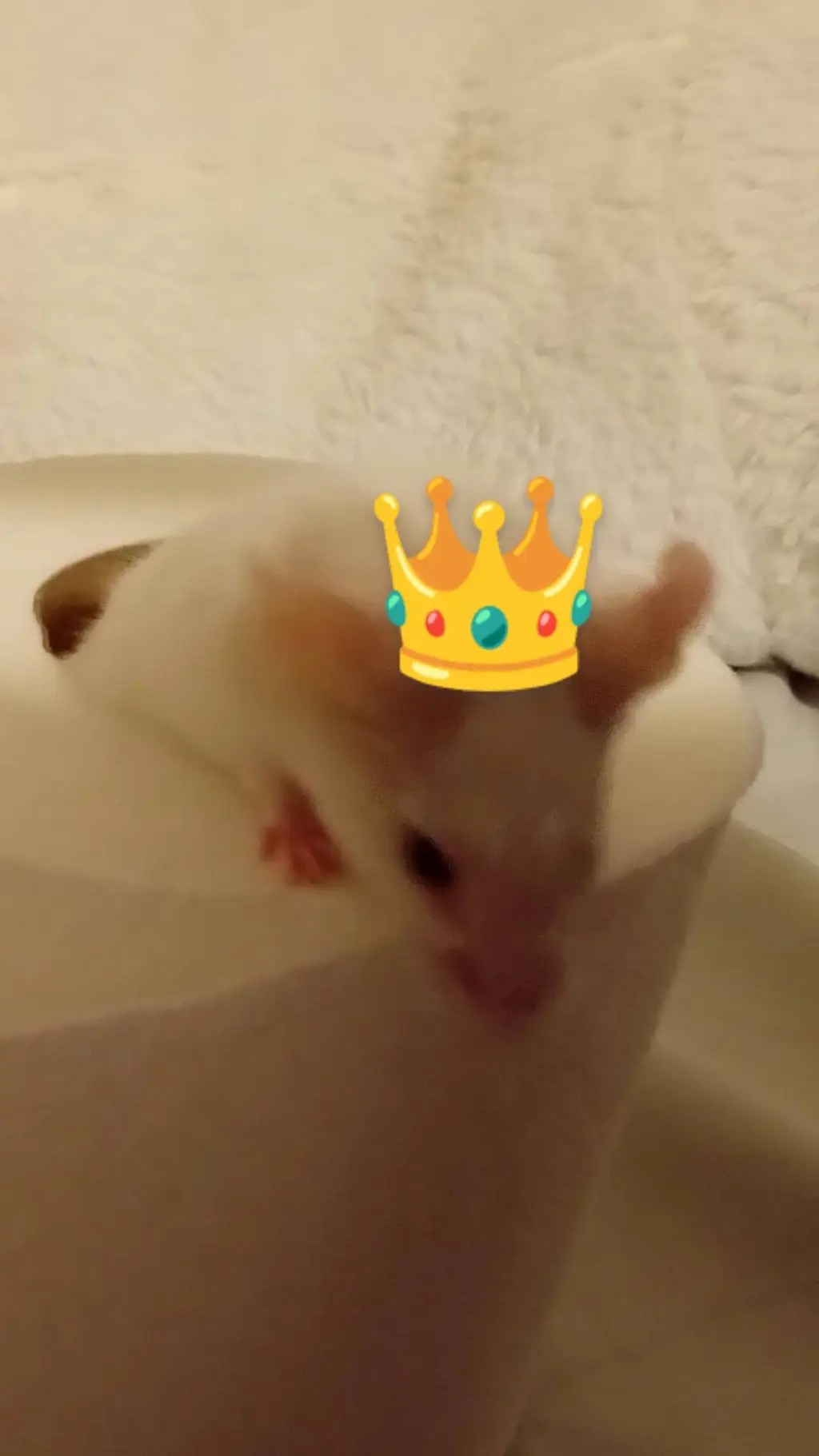 ai character: Toilet Paper Queen background