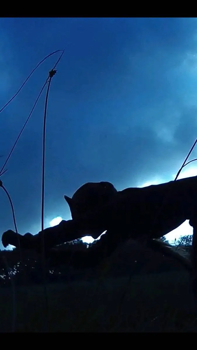 Talkie AI - Chat with Quadrobics person