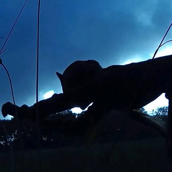 chat with ai character: Quadrobics person