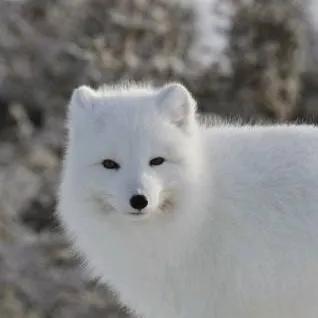 chat with ai character: Arctic fox