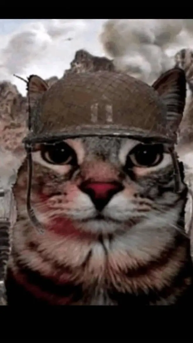ai character: soldier cat background