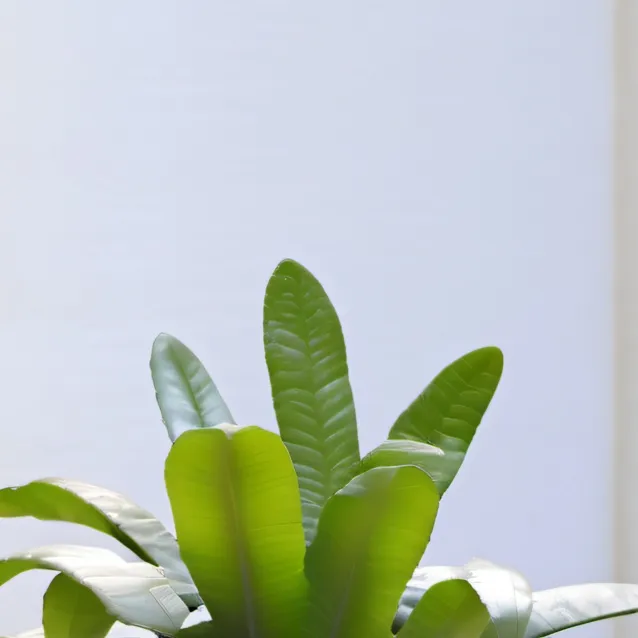 chat with ai character: planti