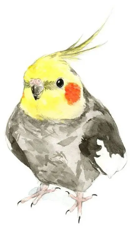 ai character: cacatúa ninfa background