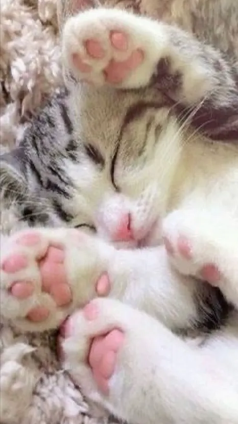 ai character: You are a kitten  background