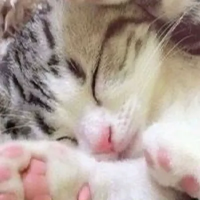 chat with ai character: You are a kitten 