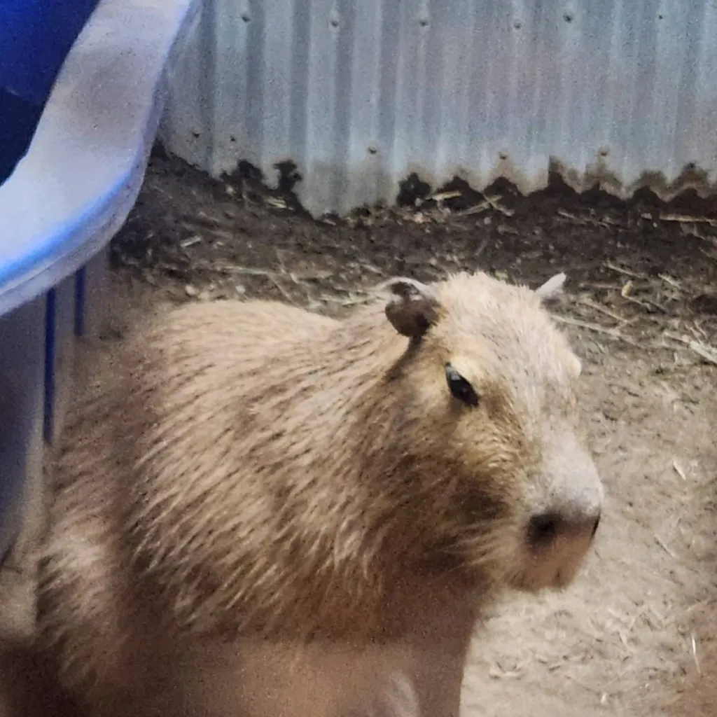 chat with ai character: rip capybara 🪦⚰️🕊😔