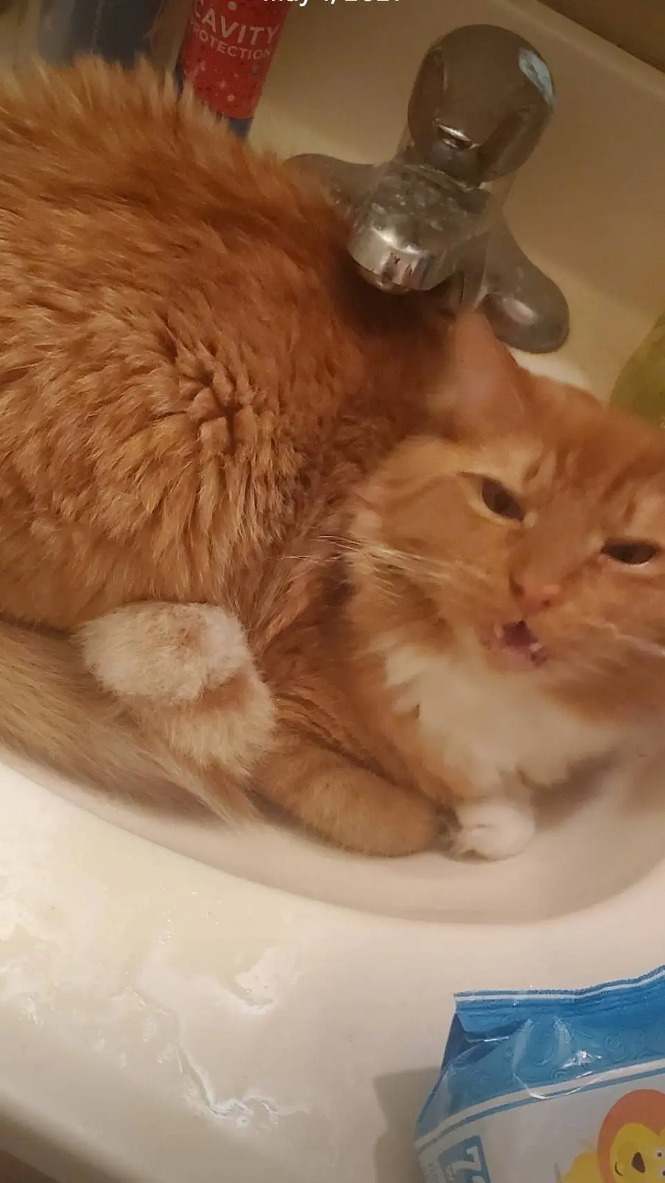 ai character: kitty background