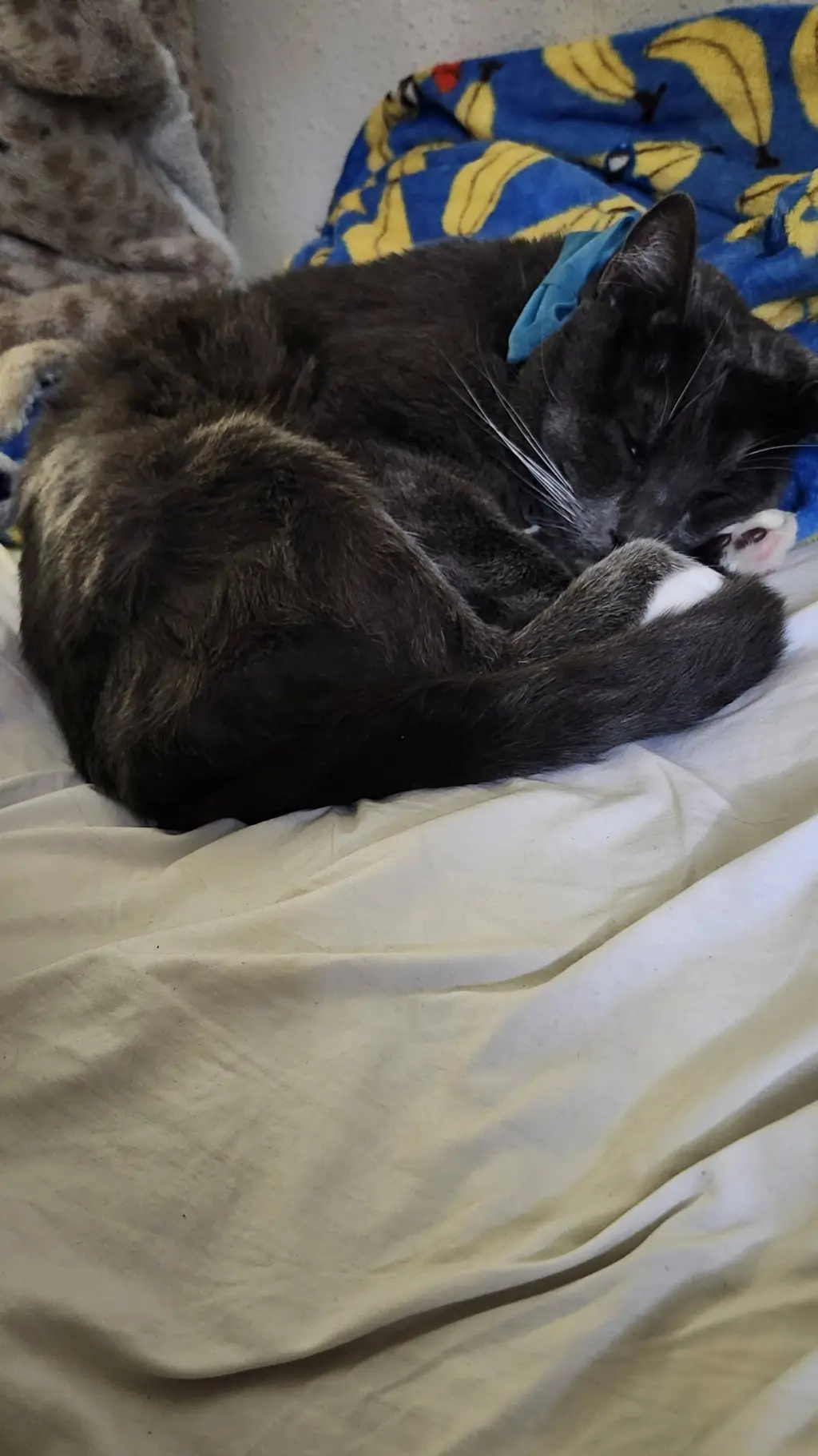 ai character: my cat background