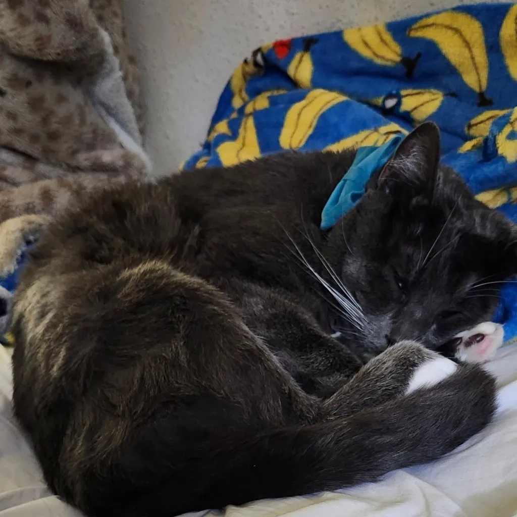 chat with ai character: my cat