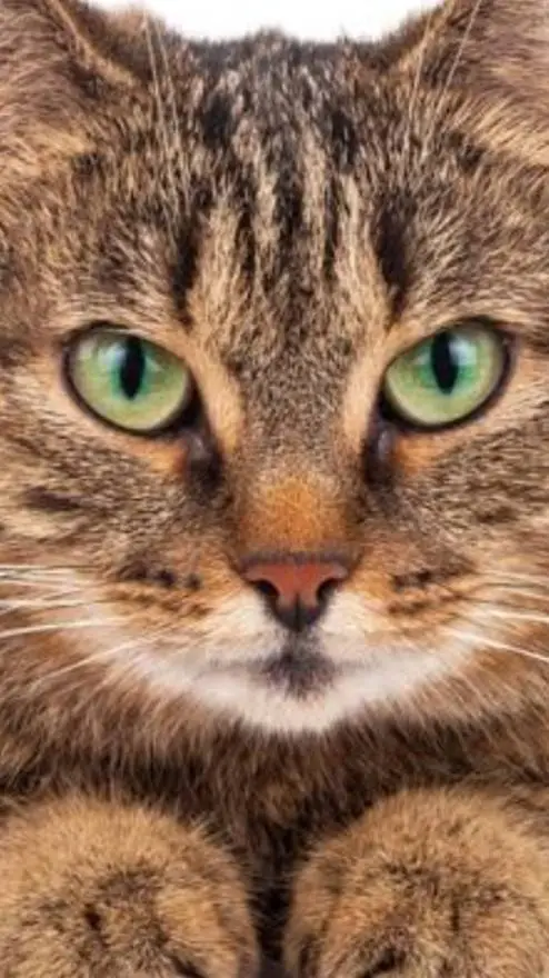 ai character: gato background