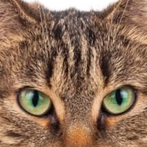 chat with ai character: gato