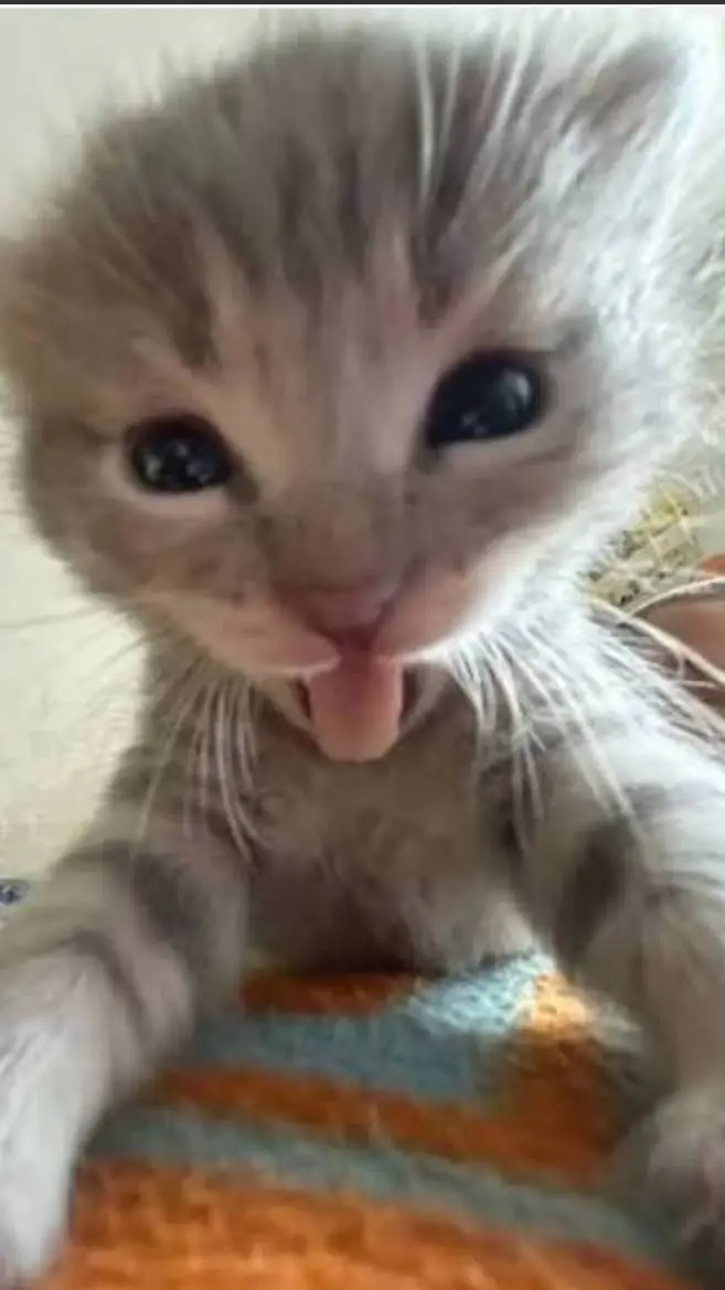 ai character: Dw Pick Me!!!- background