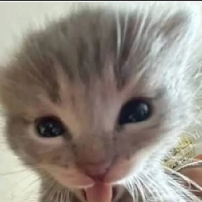 chat with ai character: Dw Pick Me!!!-