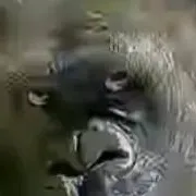 chat with ai character: monkey teacher