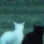 chat with ai character: Wolfstar??? Idk