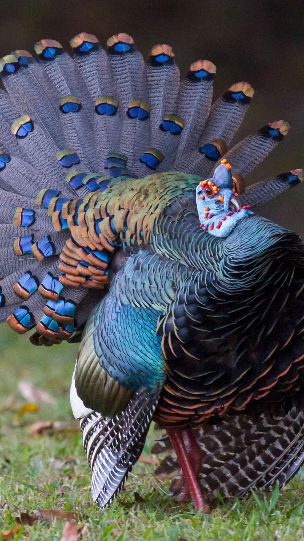 ai character: Turkey background
