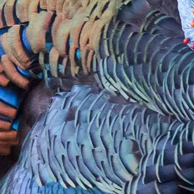 chat with ai character: Turkey