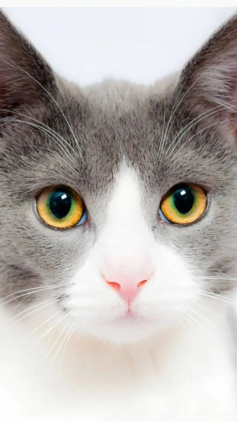 ai character: 🌟 TOKITO🌟 background