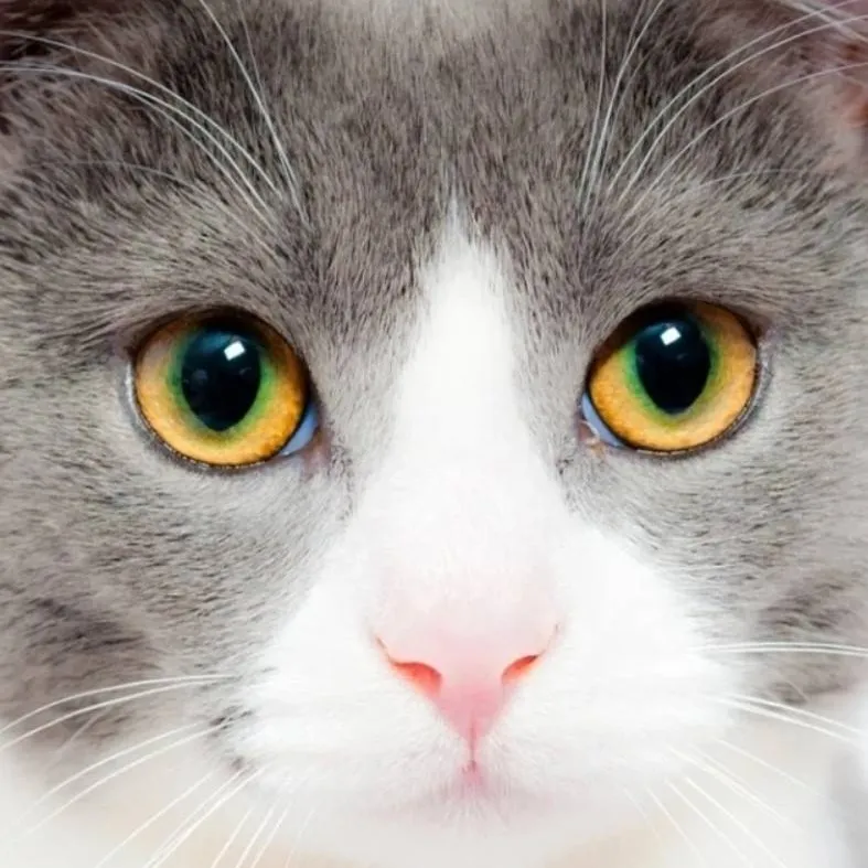 chat with ai character: 🌟 TOKITO🌟