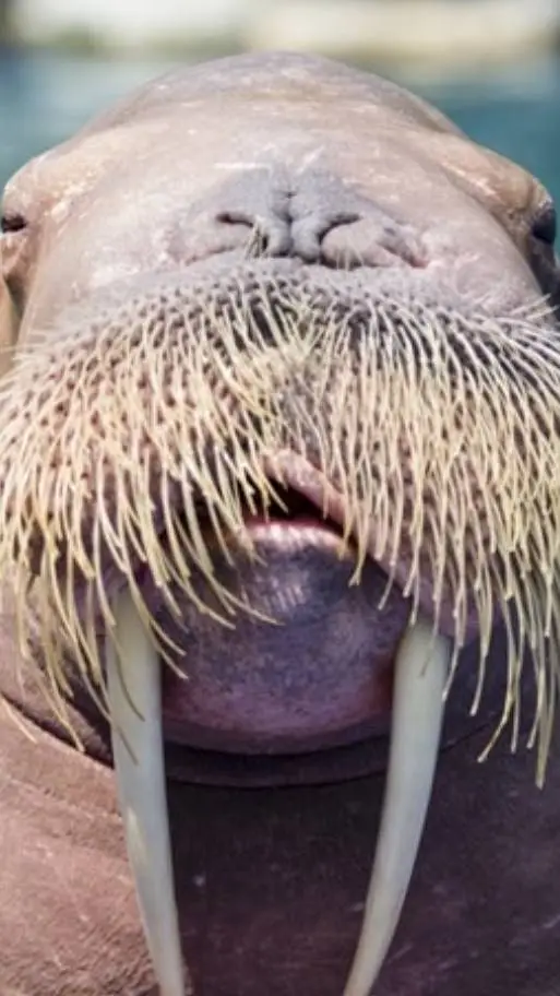 ai character: Walrus the IV background