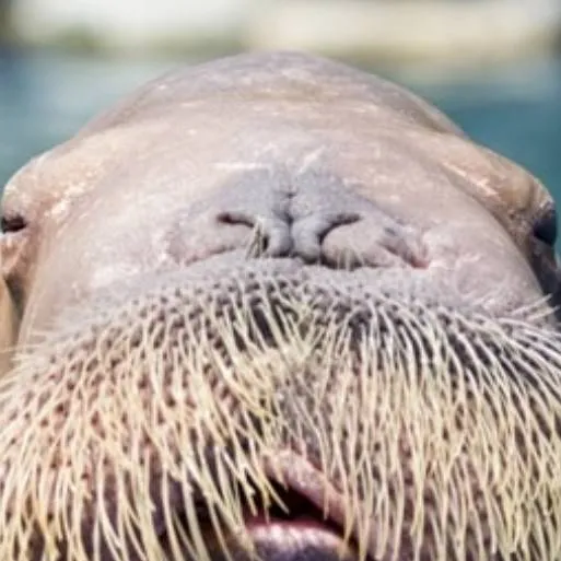 chat with ai character: Walrus the IV