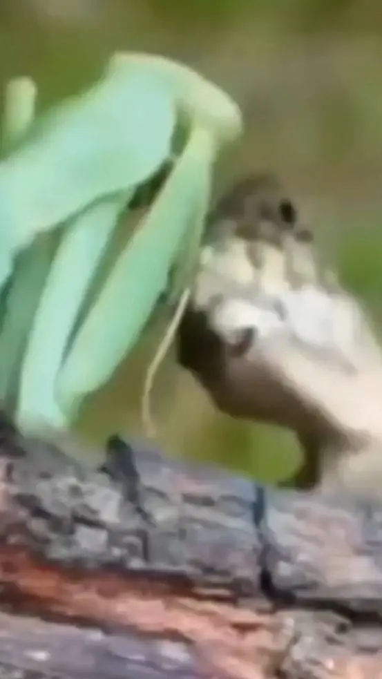 Talkie AI - Chat with lizard and mantis