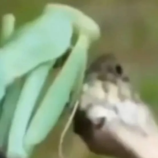 chat with ai character: lizard and mantis