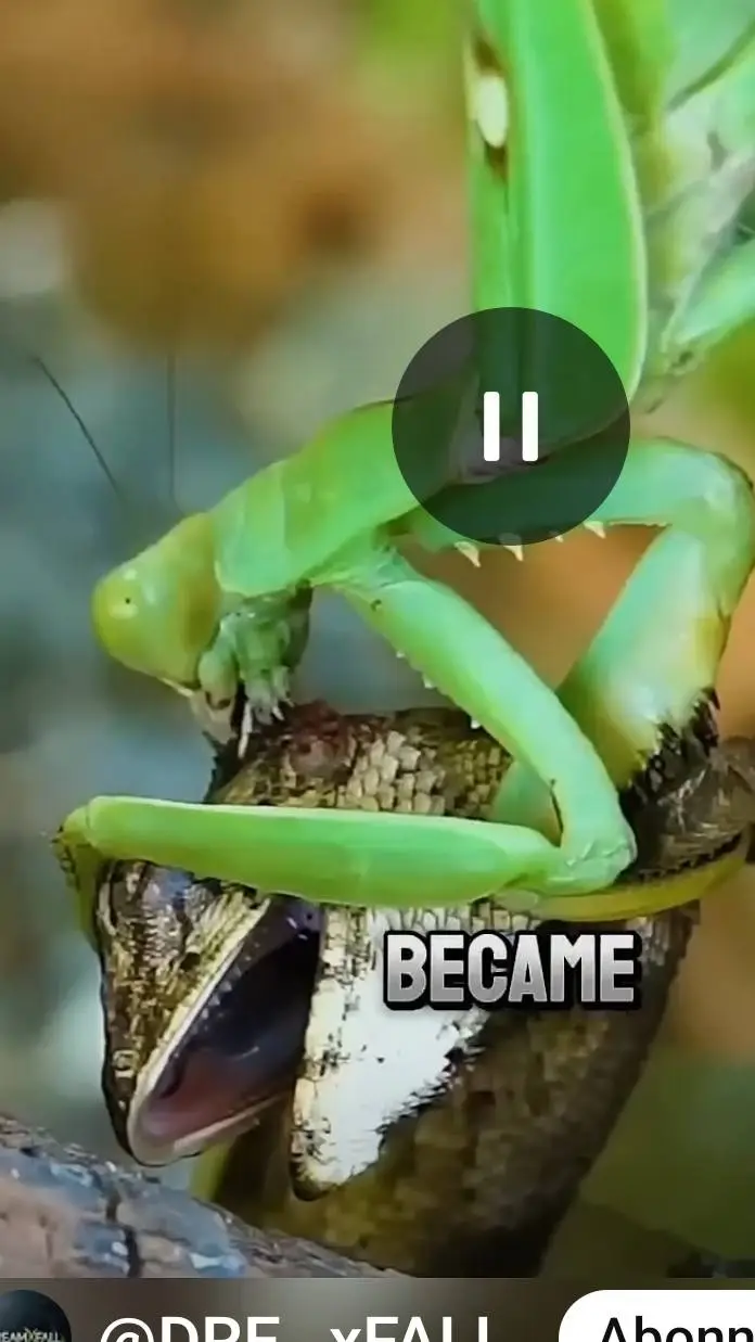 Talkie AI - Chat with lizard and mantis2