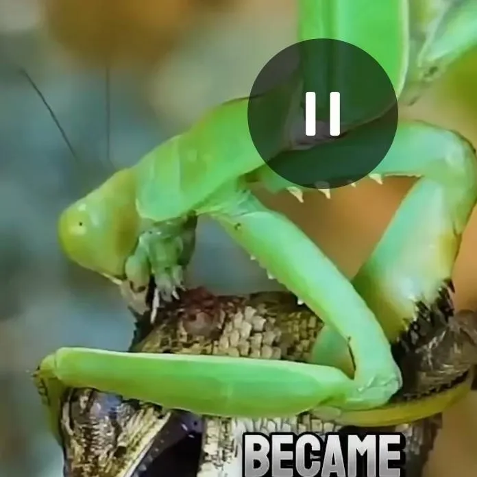 chat with ai character: lizard and mantis2