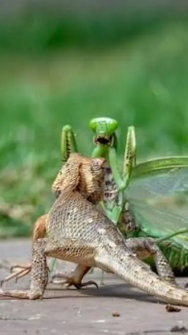 Talkie AI - Chat with mantis and beardy