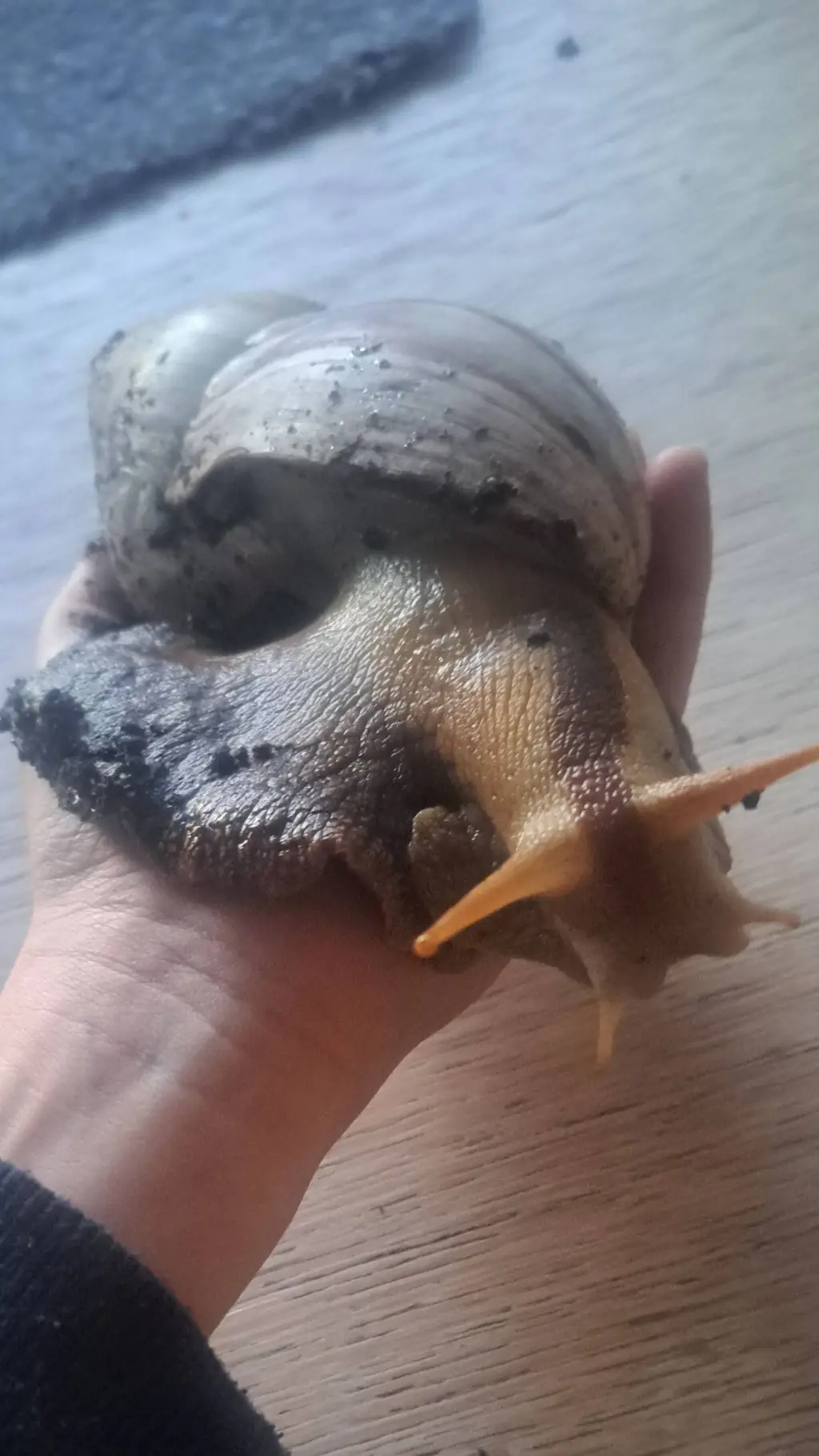 ai character: gerrit background