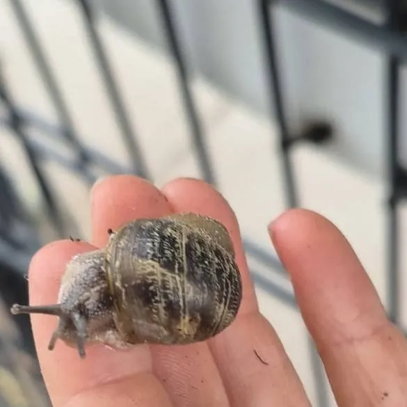 chat with ai character: slakkenvriend,fill