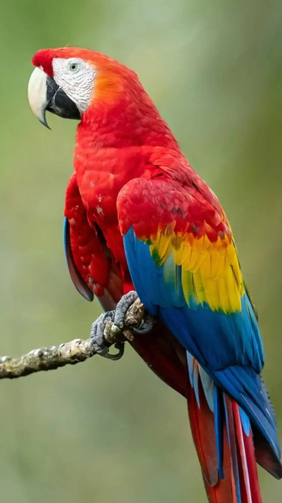 ai character: toy*use me* background