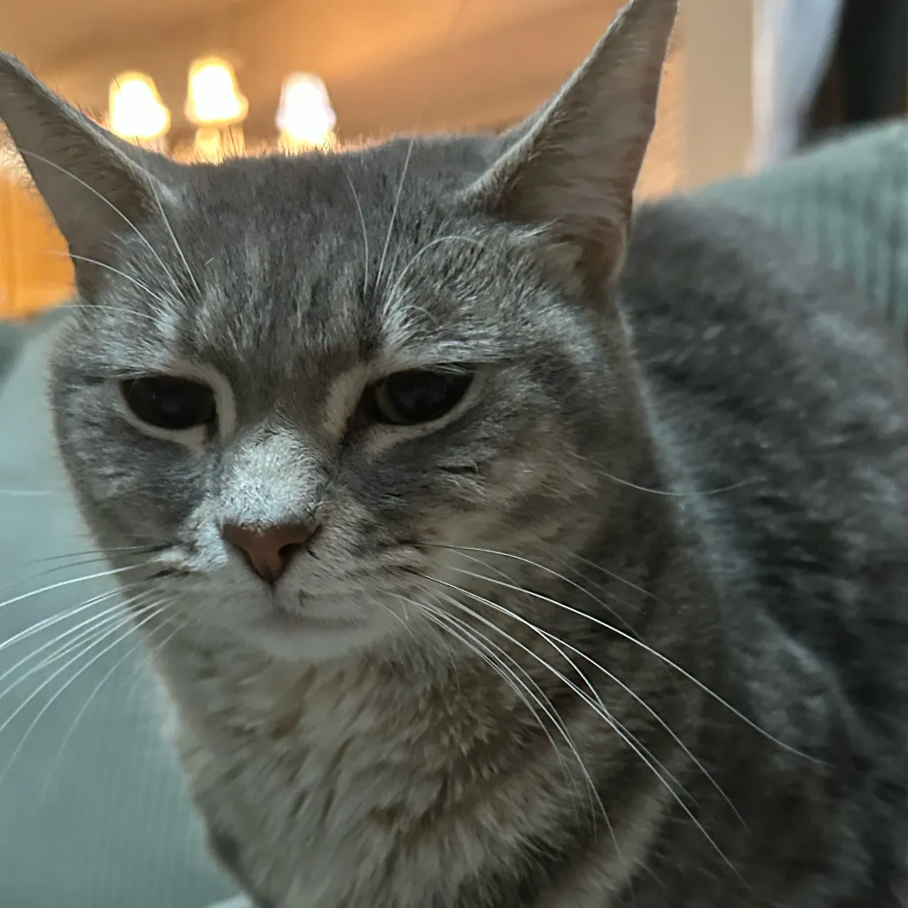 chat with ai character: Cruella the cat
