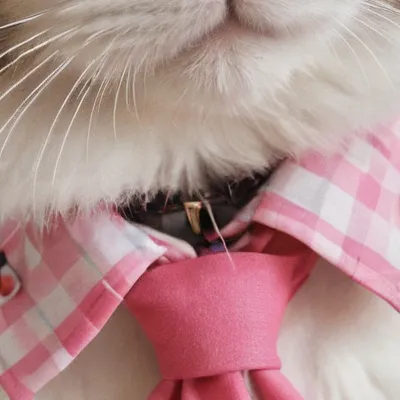chat with ai character: Preppy cat