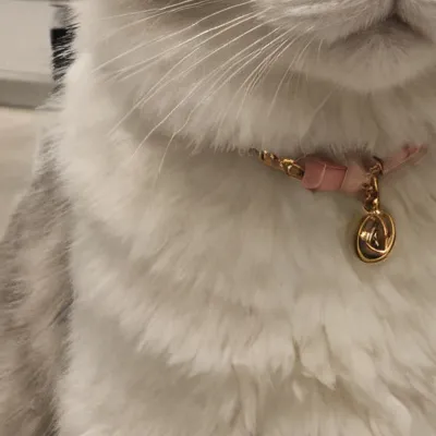 chat with ai character: Preppy Sephora cat