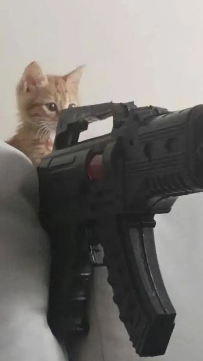 Talkie AI - Chat with kitten with gun