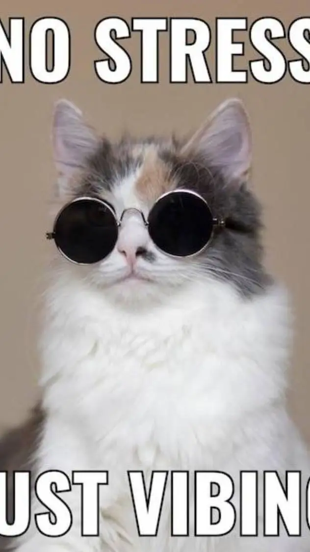 Talkie AI - Chat with a cool cat